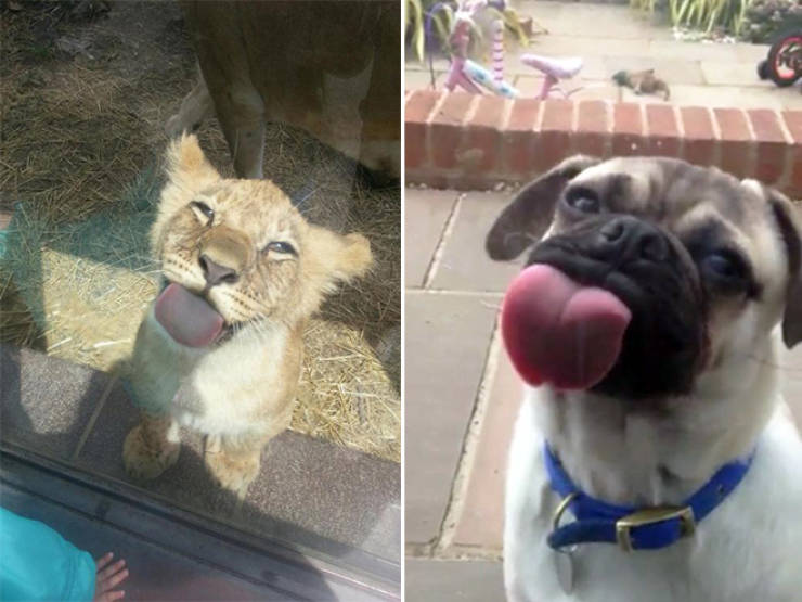 Animals Absolutely Love Licking Windows