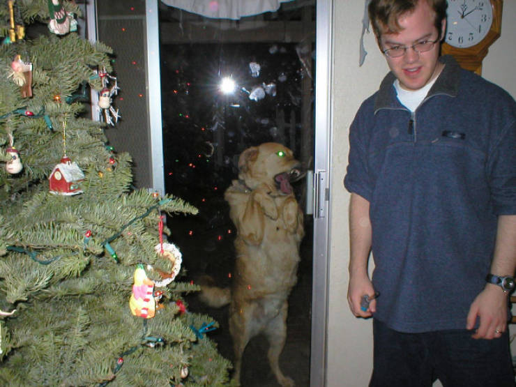 Animals Absolutely Love Licking Windows