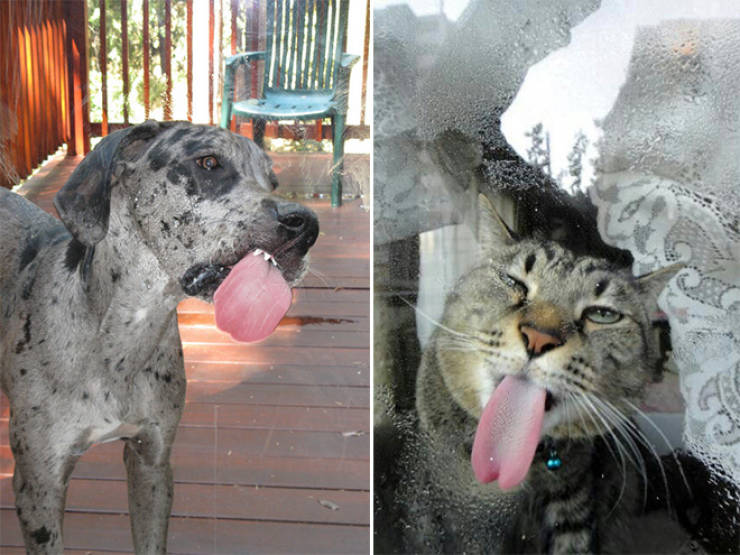 Animals Absolutely Love Licking Windows