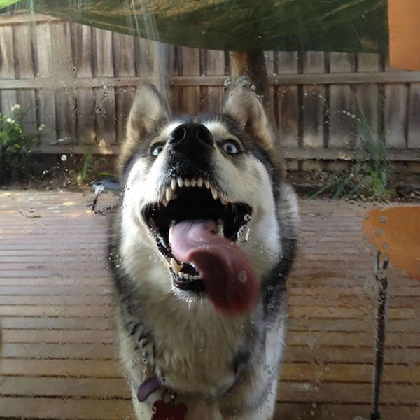 Animals Absolutely Love Licking Windows