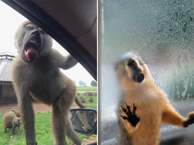 Animals Absolutely Love Licking Windows