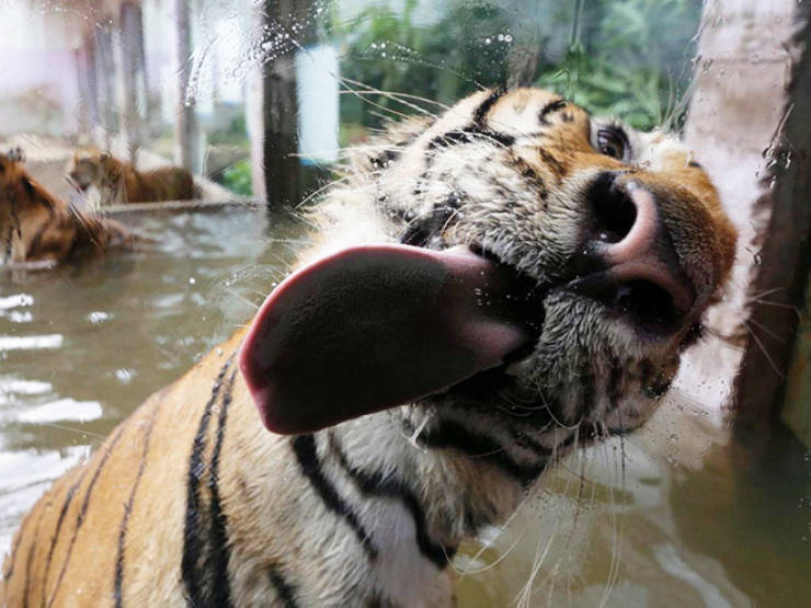 Animals Absolutely Love Licking Windows