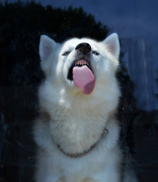 Animals Absolutely Love Licking Windows