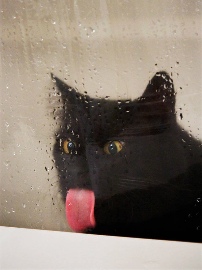 Animals Absolutely Love Licking Windows