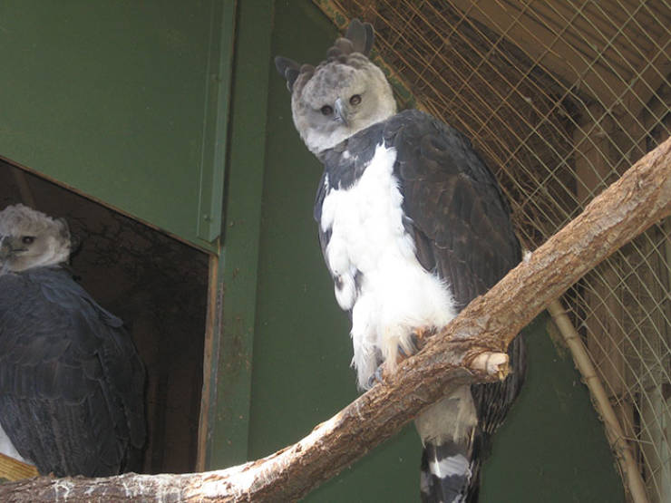 Harpy Eagle Is A Pretty Big Bird…