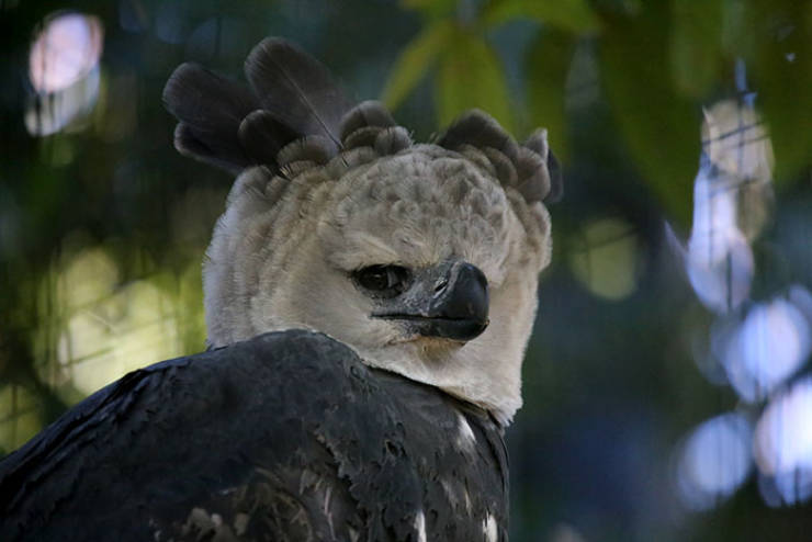 A Harpy Eagle egy nagyon nagy madár…