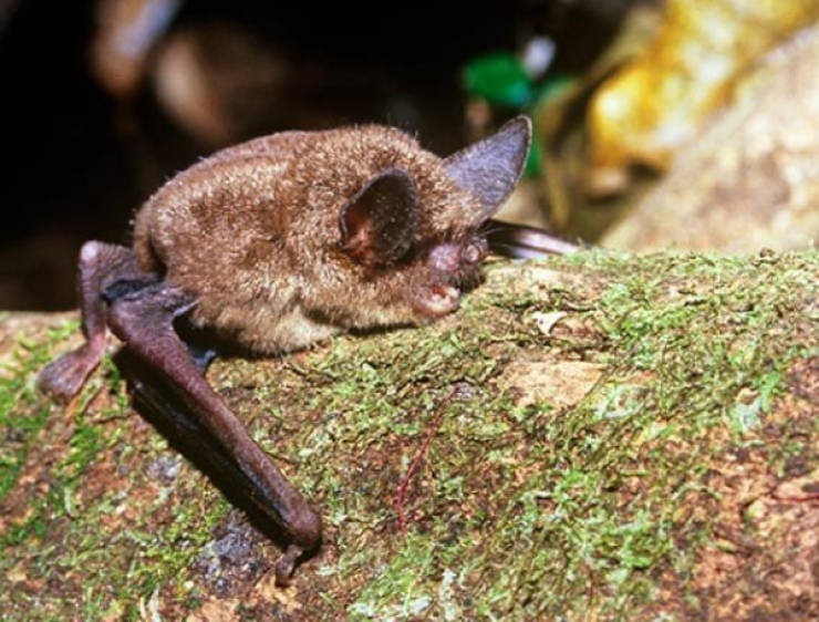 Echolocate These Bat Facts