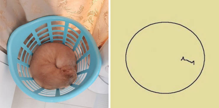Poorly Drawn Animals Are Still Incredibly Adorable