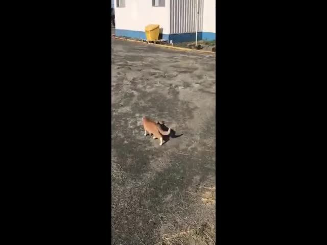 This Cat Has No Fear!