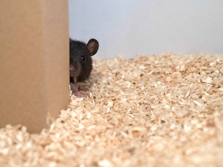 Rats Were Taught How To Play Hide And Seek, And They Just Can’t Stop