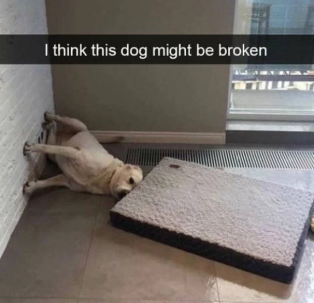 At Least Your Dog Will Find These Memes Relatable