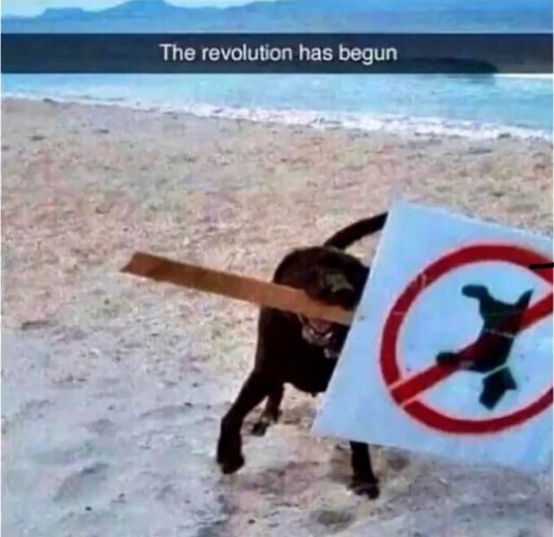 At Least Your Dog Will Find These Memes Relatable