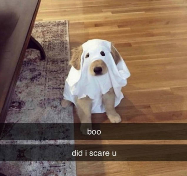 At Least Your Dog Will Find These Memes Relatable