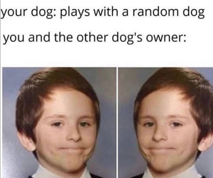 At Least Your Dog Will Find These Memes Relatable