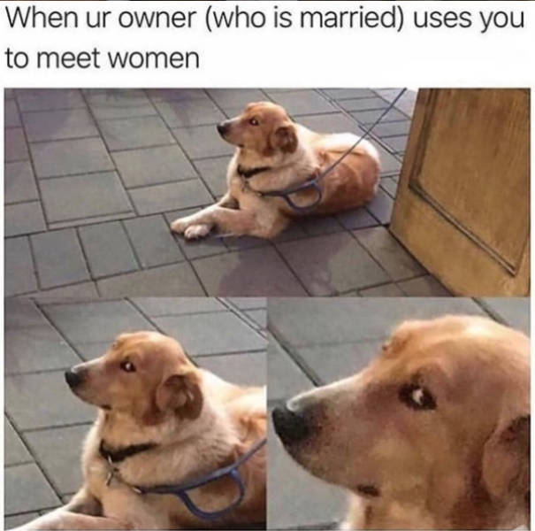At Least Your Dog Will Find These Memes Relatable
