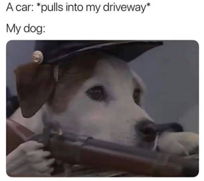 At Least Your Dog Will Find These Memes Relatable