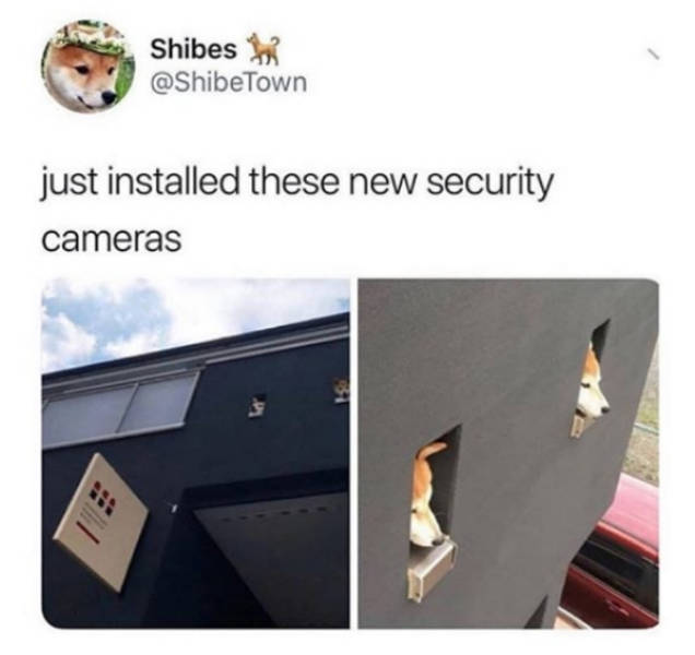 At Least Your Dog Will Find These Memes Relatable