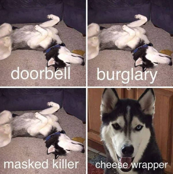 At Least Your Dog Will Find These Memes Relatable