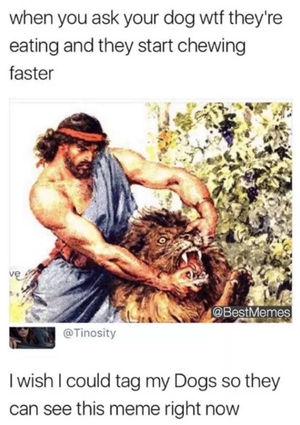 At Least Your Dog Will Find These Memes Relatable