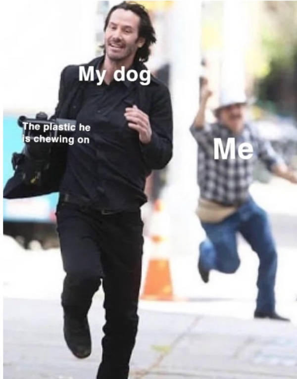 At Least Your Dog Will Find These Memes Relatable
