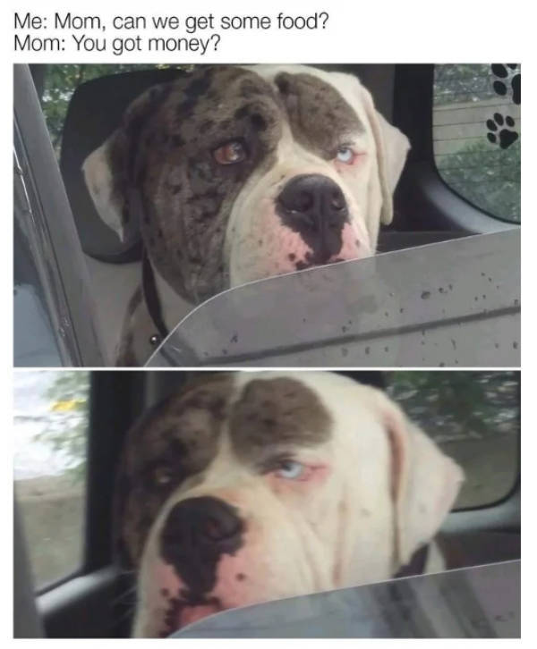 At Least Your Dog Will Find These Memes Relatable