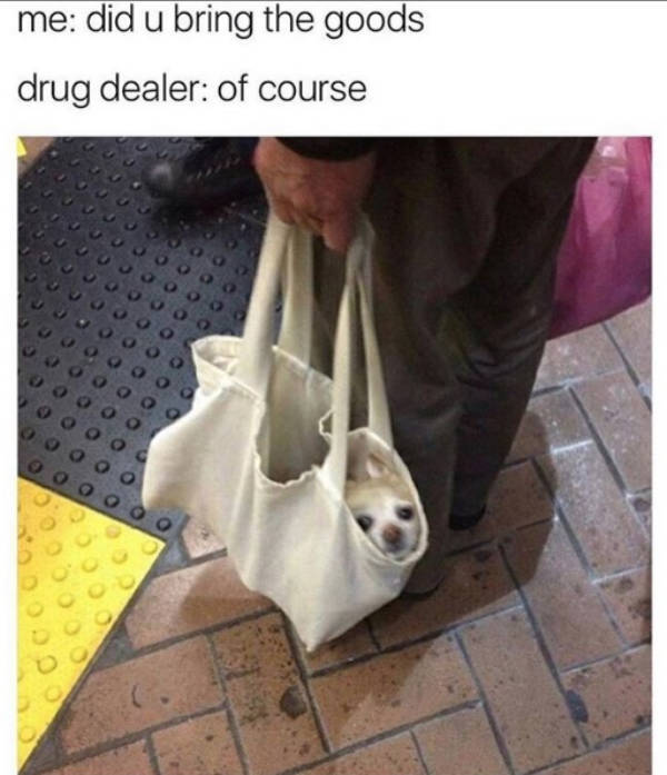 At Least Your Dog Will Find These Memes Relatable