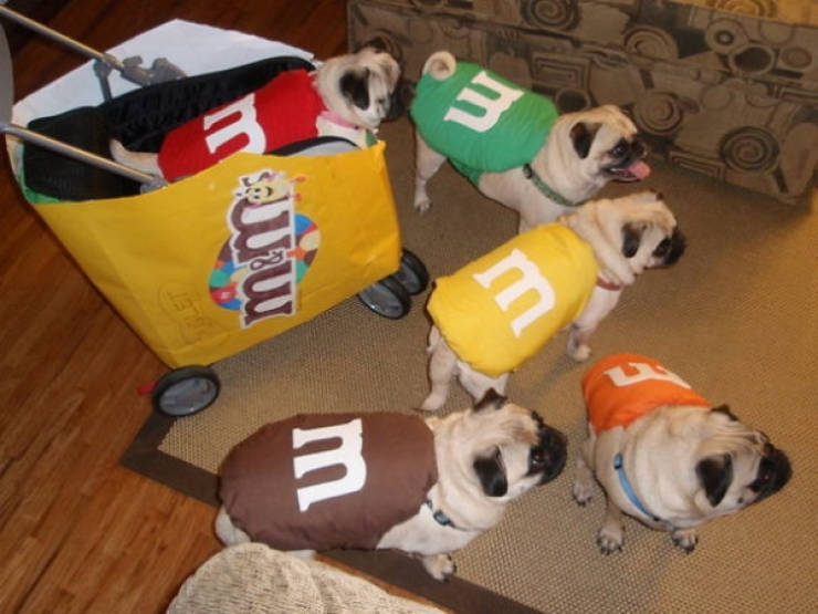 Dogs Wanna Have A Halloween Too!