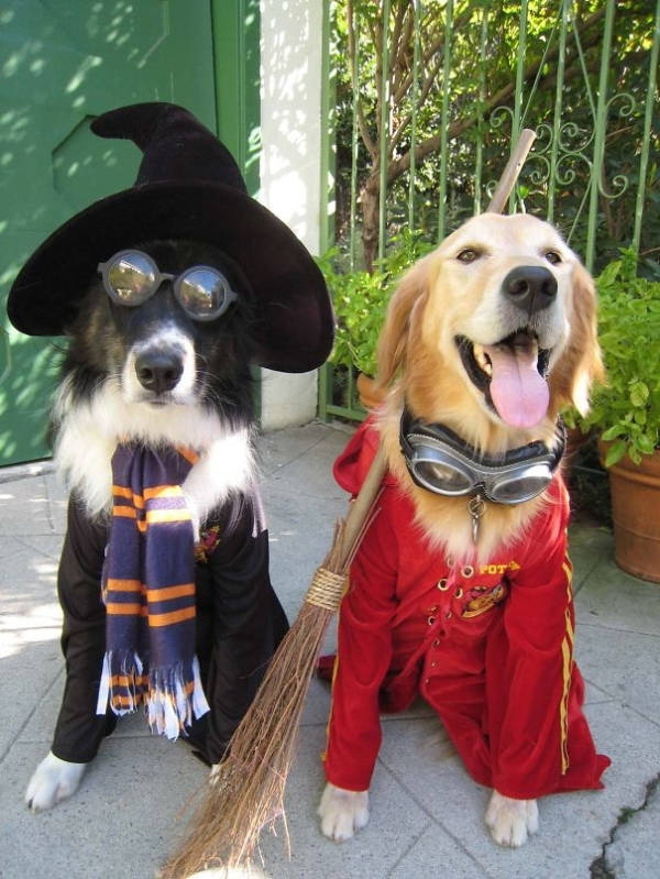 Dogs Wanna Have A Halloween Too!