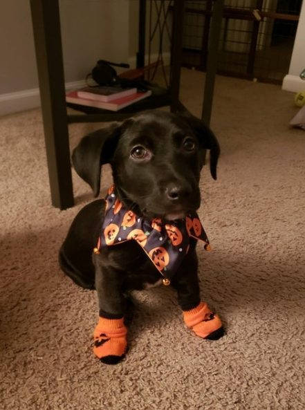 Dogs Wanna Have A Halloween Too!