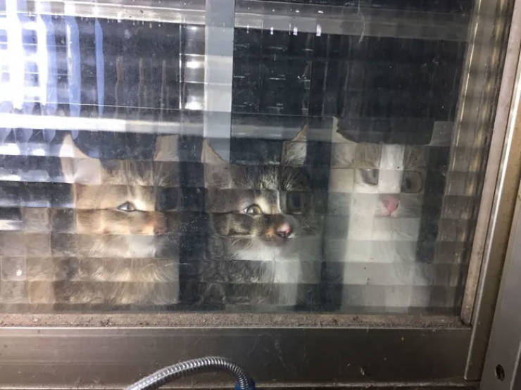 These Cats Are Pixelated!