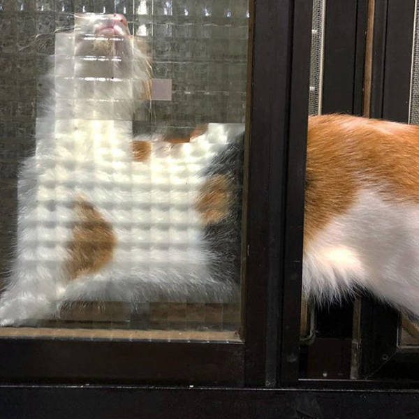 These Cats Are Pixelated!