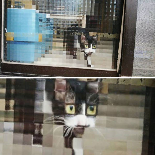 These Cats Are Pixelated!