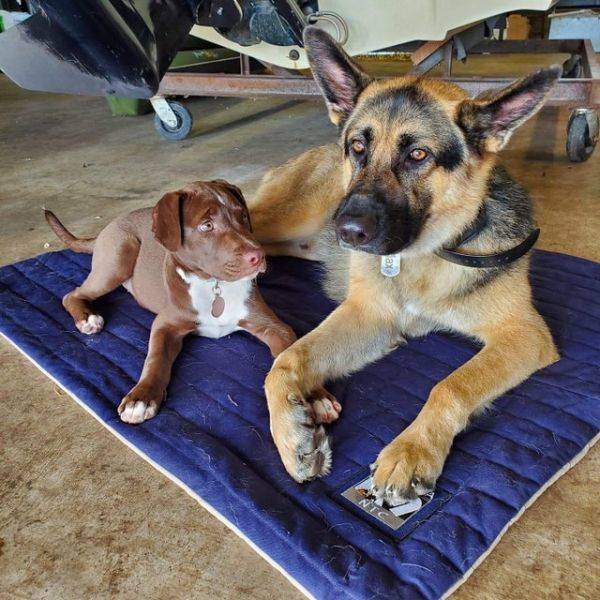 Dogs Just Wanna Be Friends!