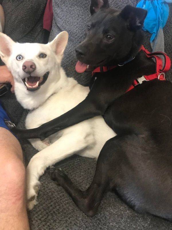 Dogs Just Wanna Be Friends!