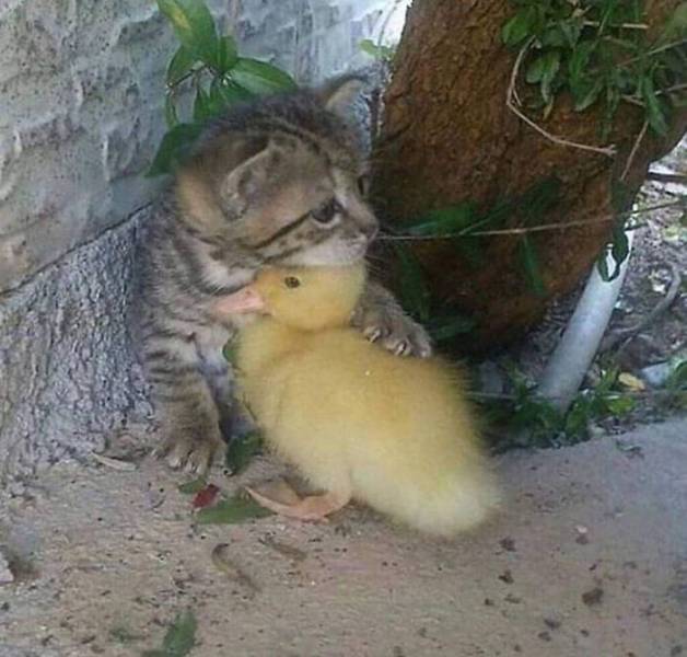 Ducks Are Always Cute!