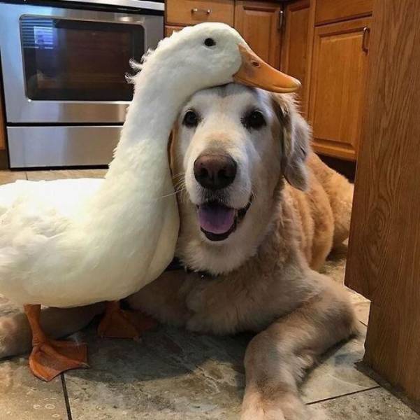 Ducks Are Always Cute!