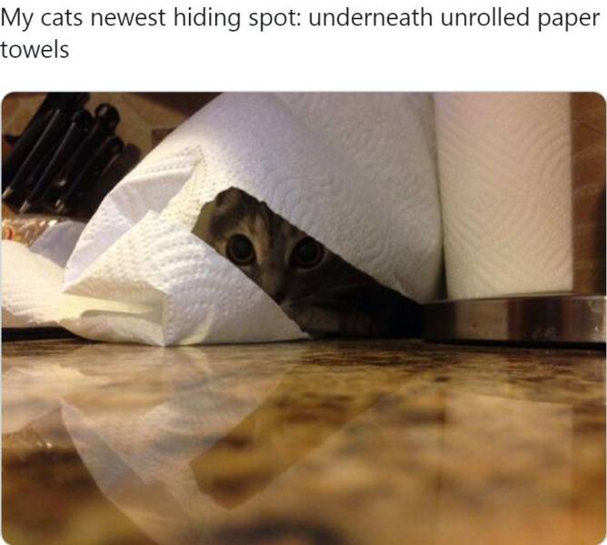 Cats Are Constantly Hiding…