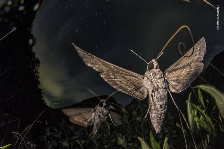 Here Are Your Wildlife Photographer Of The Year 2019 Winners!