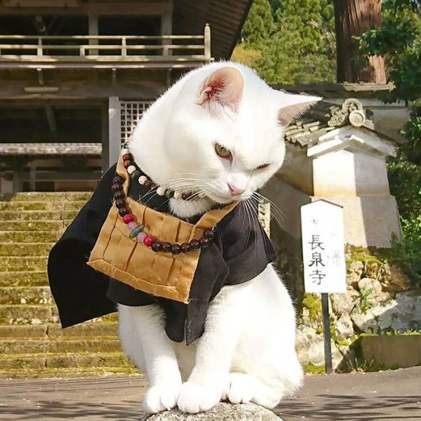 They Even Have A Cat Shrine In Japan!