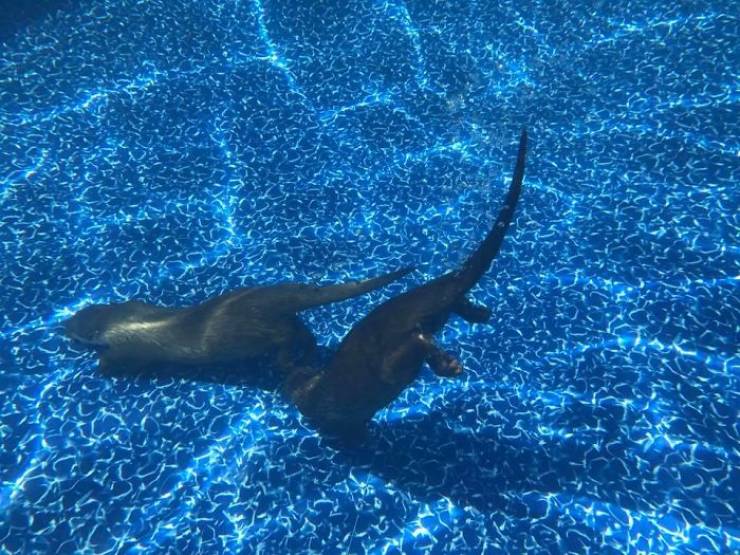 Wanna Swim With Little Otters?