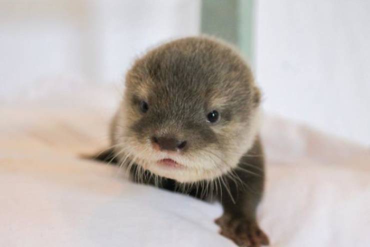 Wanna Swim With Little Otters?