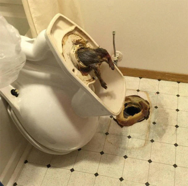 Plumbers See Some Weird Stuff While At Work