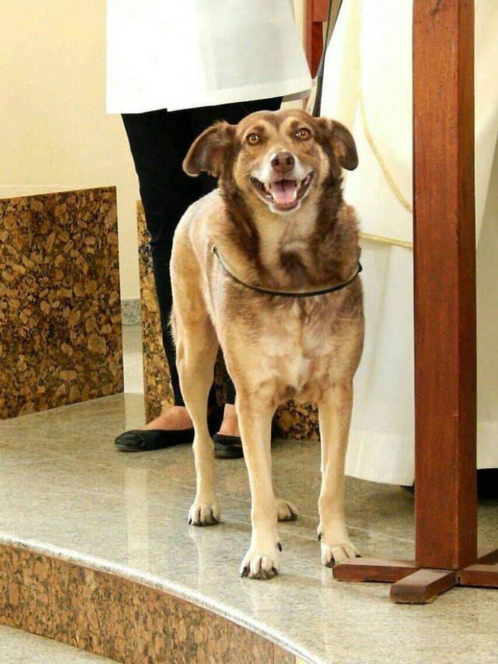 Abandoned Dogs Are Welcome In This Brazilian Priest’s Church