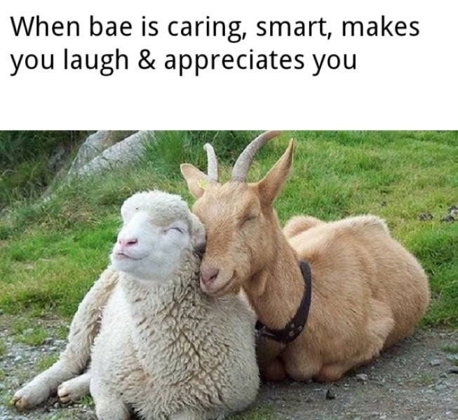Wholesome Memes Is What You Need To End The Week Properly