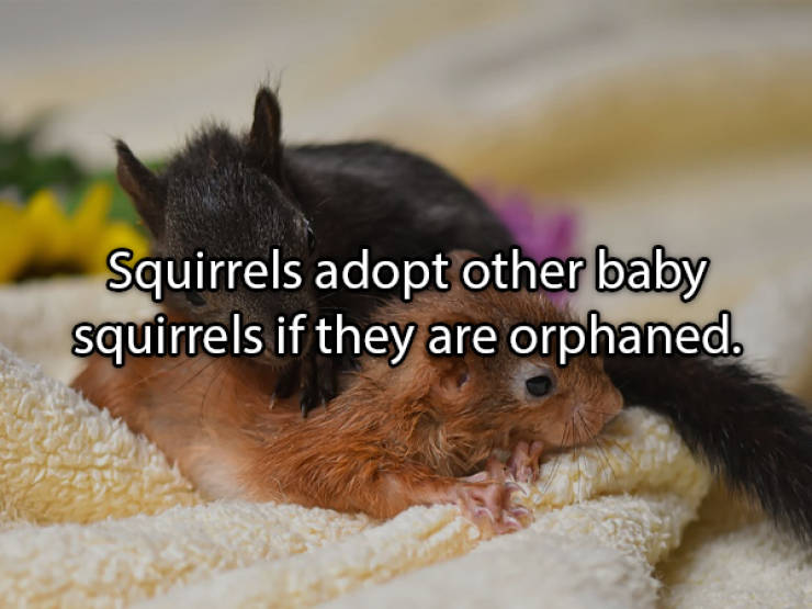 Facts About Different Animals That May Surprise You