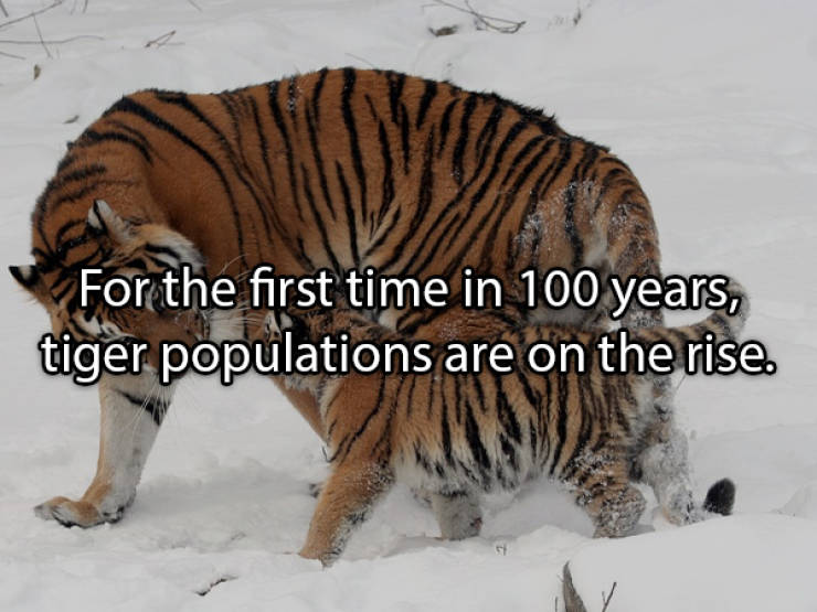 Facts About Different Animals That May Surprise You