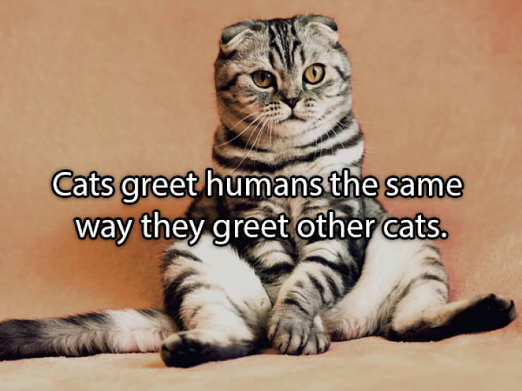 Facts About Different Animals That May Surprise You