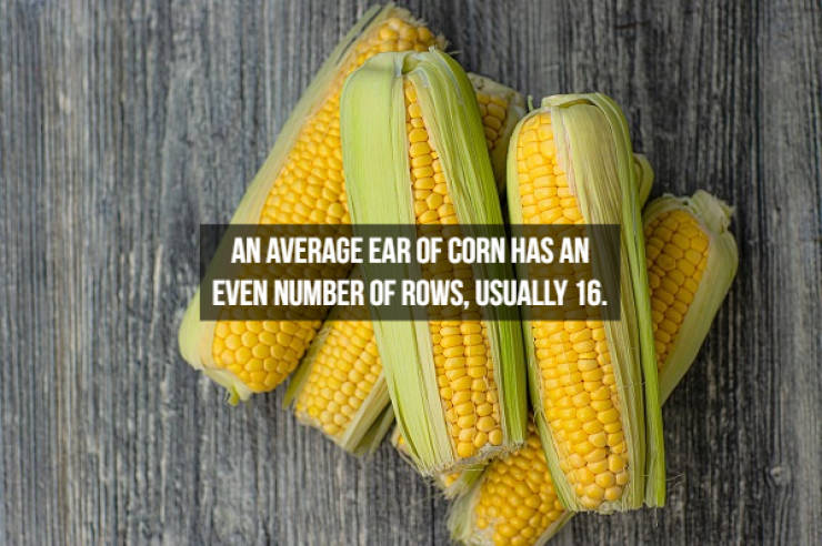 These Food Facts Are Delicious!