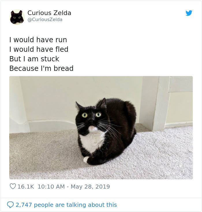 Zelda The Cat Is The New Twitter Heroine