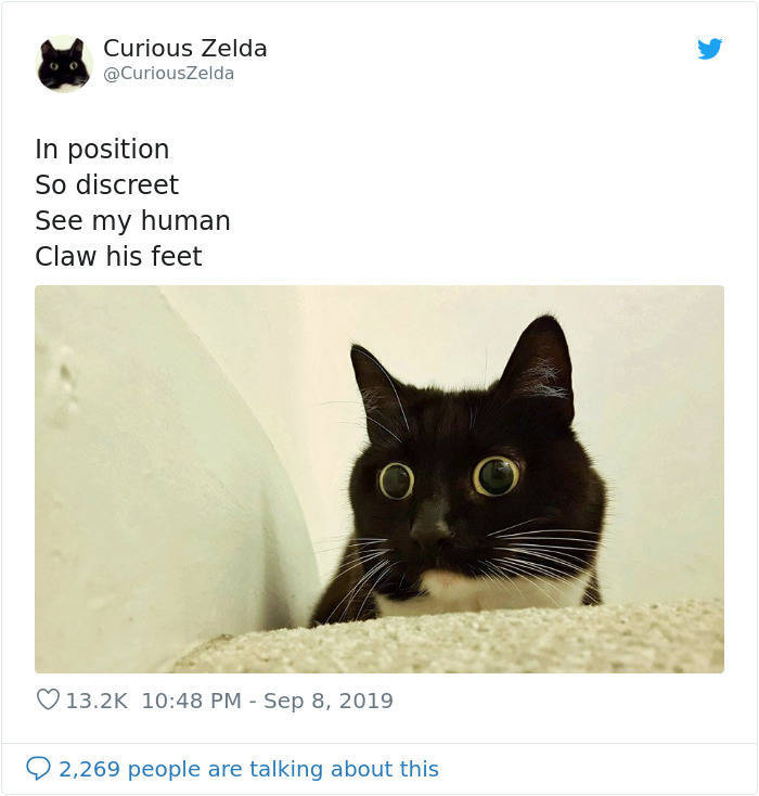 Zelda The Cat Is The New Twitter Heroine